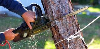Best Tree Disease Treatment  in Pine Valley, CA