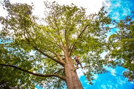 Best Emergency Tree Removal  in Pine Valley, CA