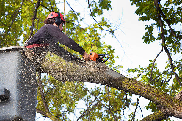 How Our Tree Care Process Works  in  Pine Valley, CA